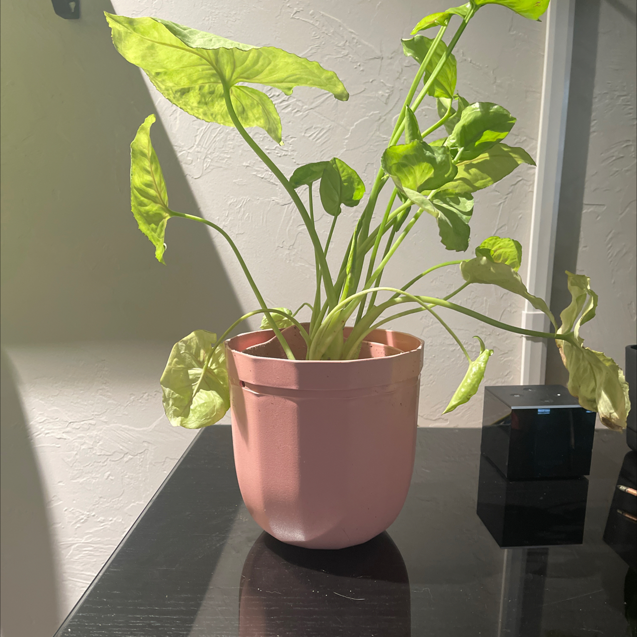 Photo of the plant species Kiwi Delight arrowhead plant by @AvidMeadowsage named ChloroPhil on Greg, the plant care app
