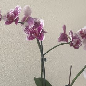 Photo of the plant species Western Orchid by @DashingZelkova named Eva on Greg, the plant care app