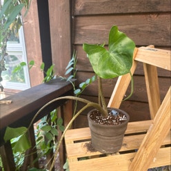 Stingray Elephant Ear plant