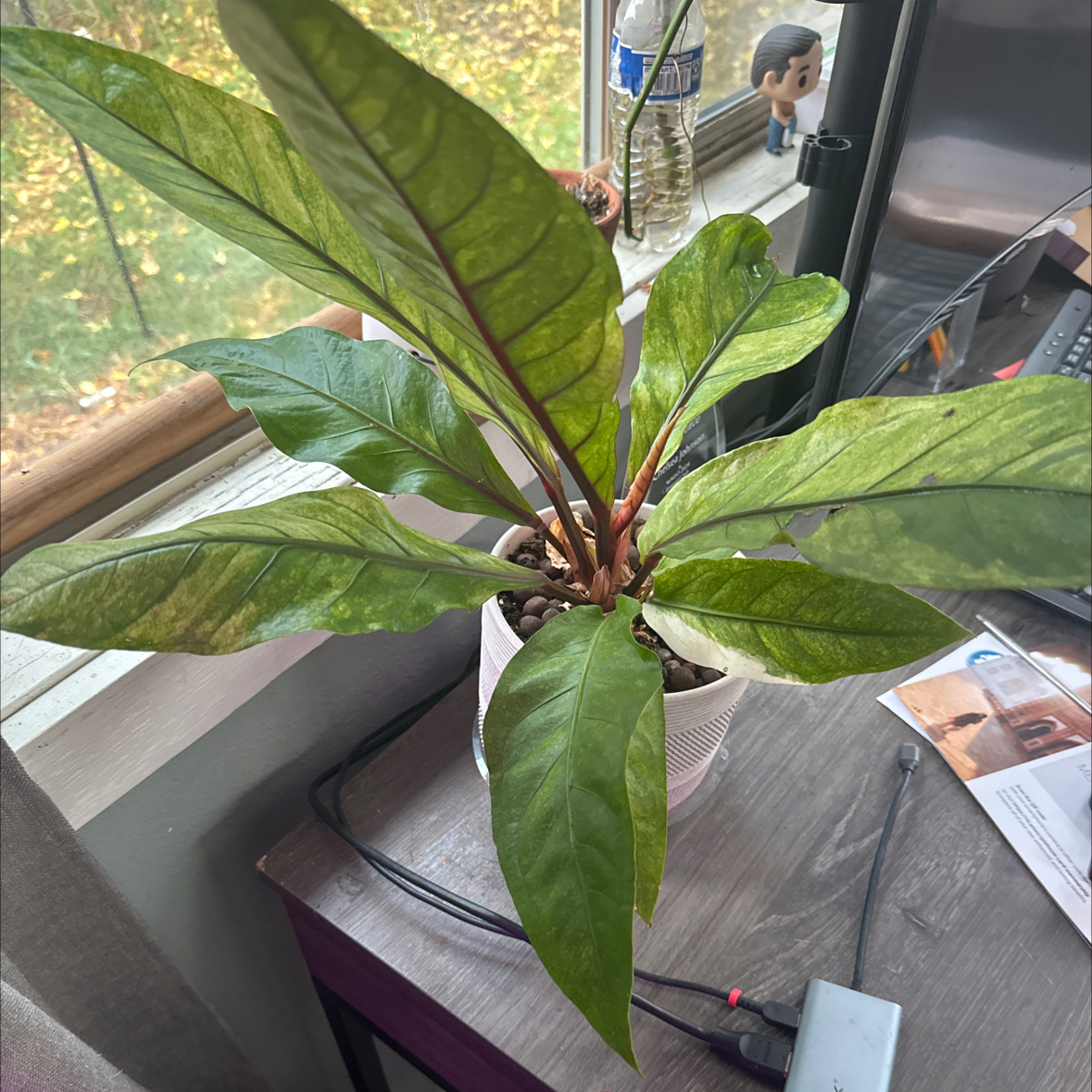 Photo of the plant species Anthurium Hookeri Mint by @Cnjohnson named Michelle Branch on Greg, the plant care app