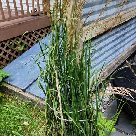 Photo of the plant species False Oat-Grass by @GiftedCashew named Eva on Greg, the plant care app