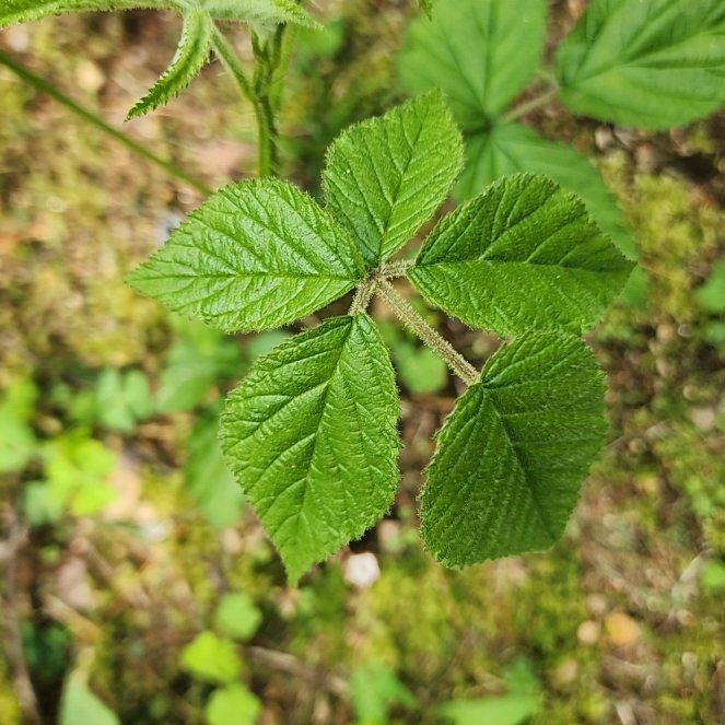 Photo of the plant species Zarzamora by @GiftedCashew named Prince on Greg, the plant care app