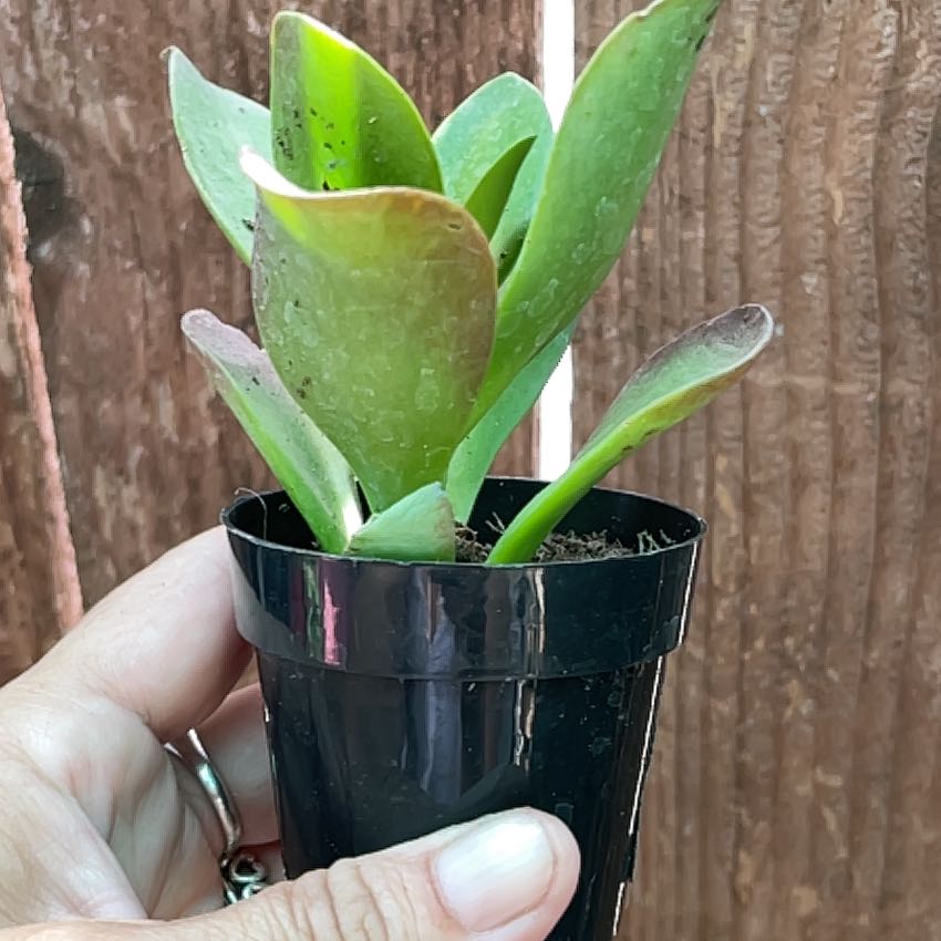 Kalanchoe 'Dragonfire' plant in a black pot held by a hand, with green leaves and red edges.