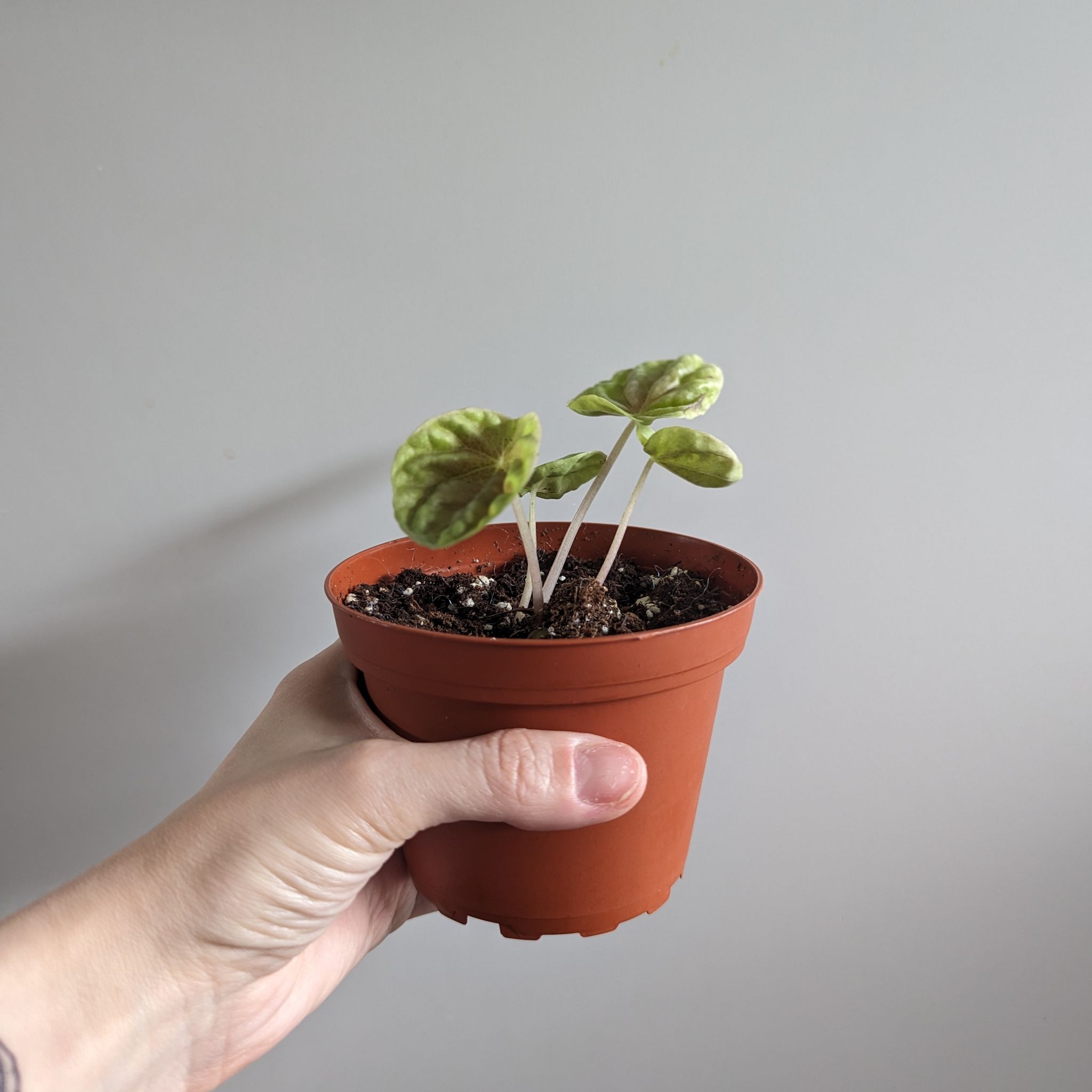 Photo of the plant species Variegated ripple peperomia by @Casmicyo named Dax on Greg, the plant care app