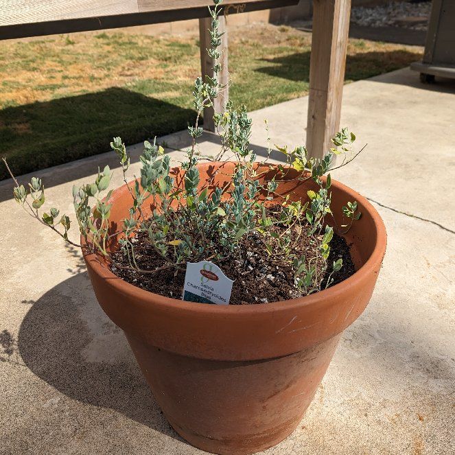 Photo of the plant species Germander Sage by @Casmicyo named Achilles on Greg, the plant care app