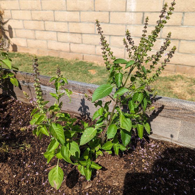 Photo of the plant species African Basil by @Casmicyo named Captain Plant-it on Greg, the plant care app