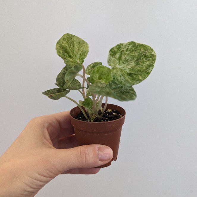 Photo of the plant species Variegated ripple peperomia by @Casmicyo named Eva on Greg, the plant care app