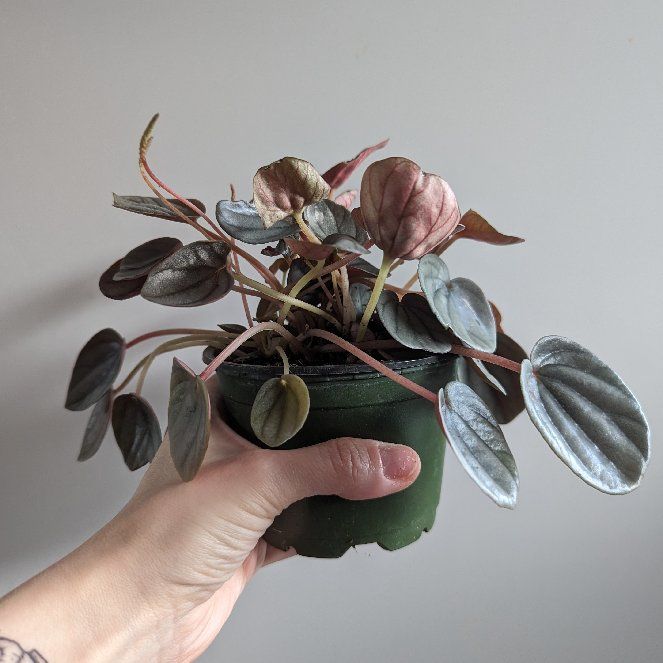 Photo of the plant species Peperomia Sunrise by @Casmicyo named Lola on Greg, the plant care app
