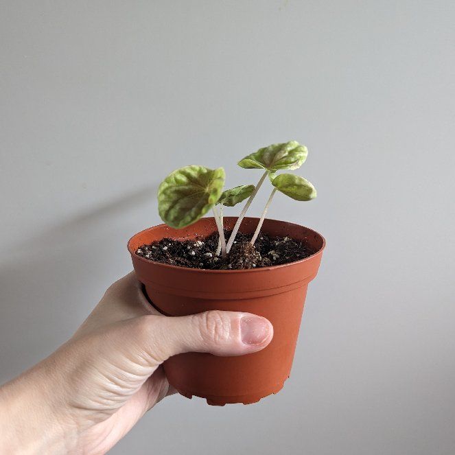 Photo of the plant species Quito by @Casmicyo named Remington on Greg, the plant care app