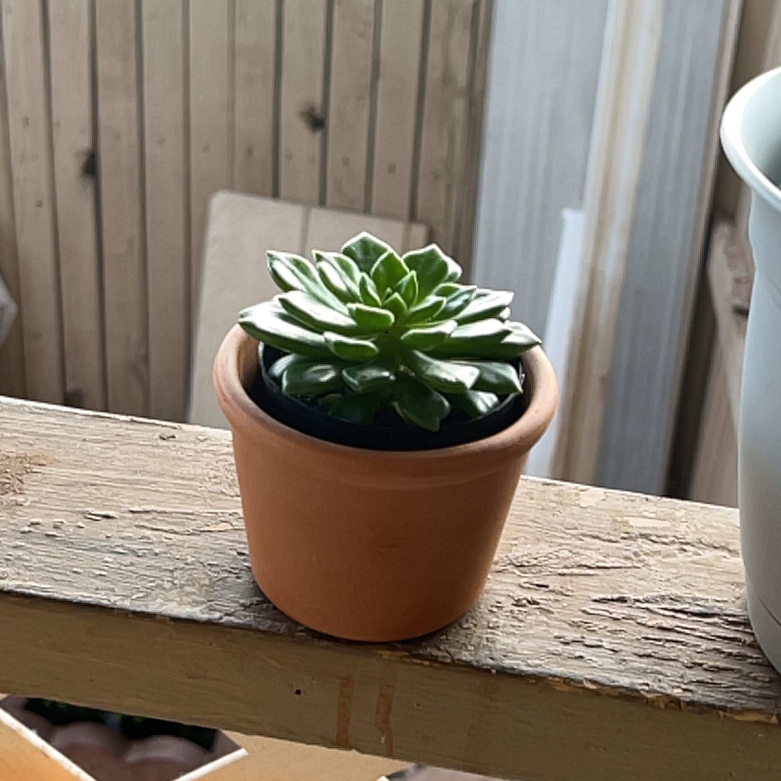 Sedeveria 'Letizia' succulent in a terracotta pot on a wooden surface.