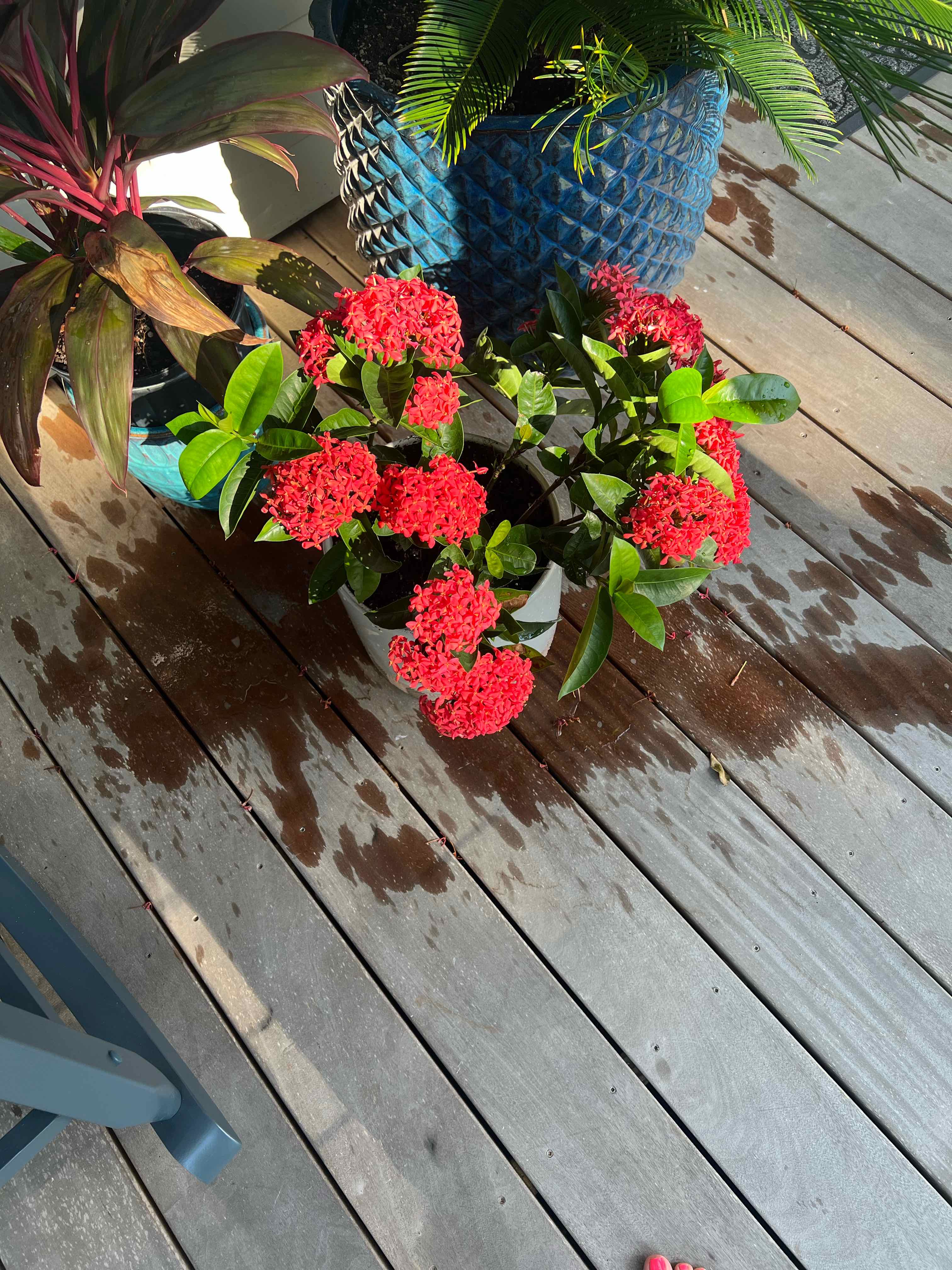 Flame of the Woods plant with vibrant red flowers on a wooden deck.