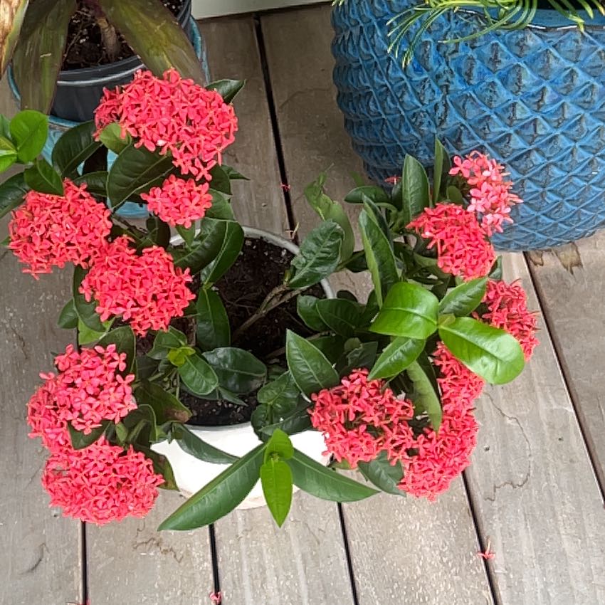 Flame of the Woods plant with vibrant red flowers and glossy green leaves in a pot.
