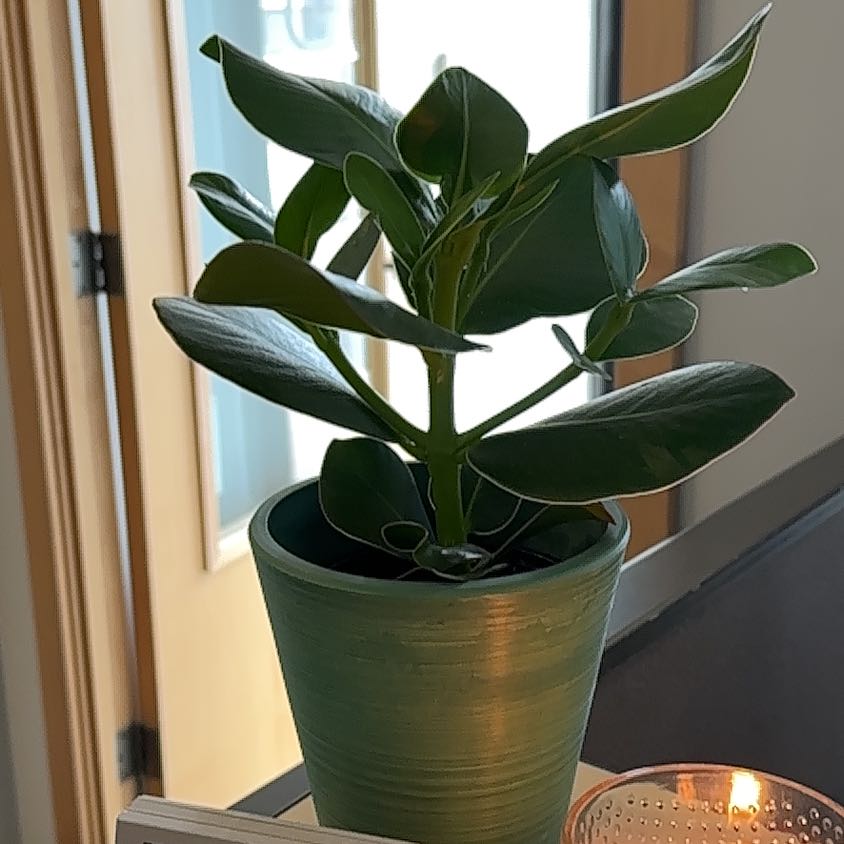 Healthy Autograph Tree in a green pot with glossy, dark green leaves.
