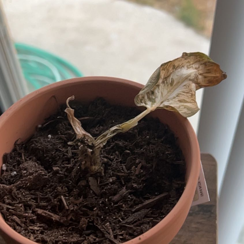 A potted Dumb Cane plant with significant leaf browning and wilting.