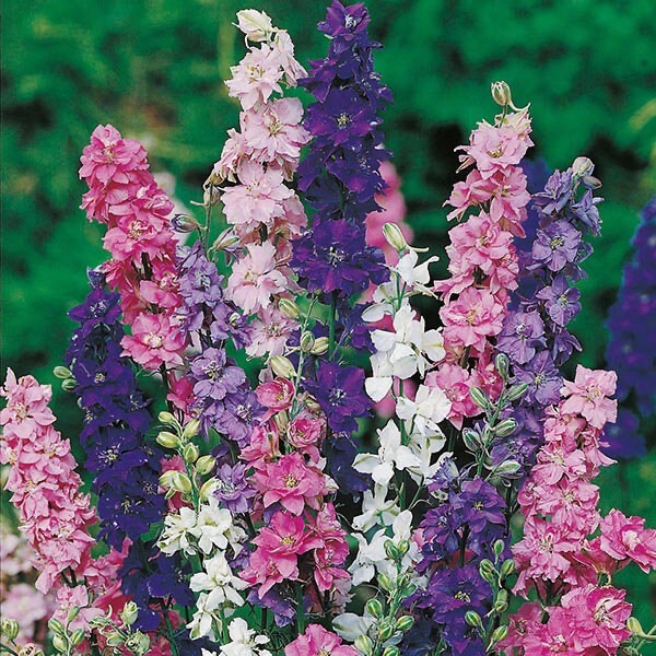 Photo of the plant species Larkspur Violet by @CourtneyE named Lark on Greg, the plant care app