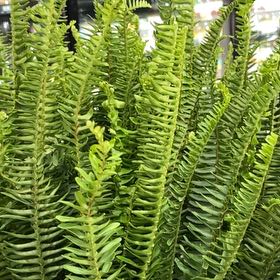 Photo of the plant species Northern Hollyfern by @SharpIcecaps named Mando on Greg, the plant care app
