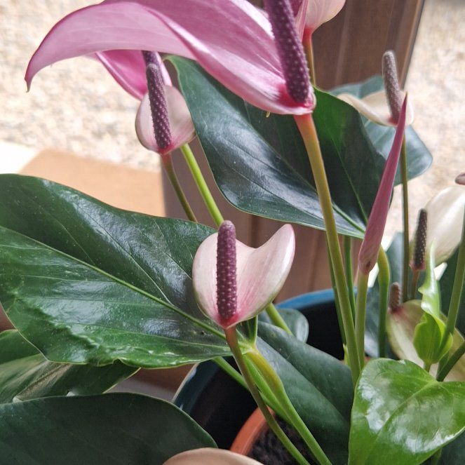 Photo of the plant species Purple Painted Tongue Anthurium by @SportPizzathyme named Anthurium on Greg, the plant care app