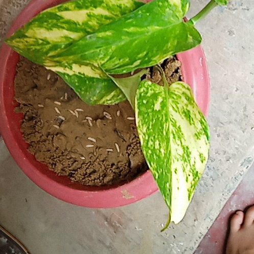Photo of the plant species Money Plant by @SoulfulRaintree named Robert Plant on Greg, the plant care app