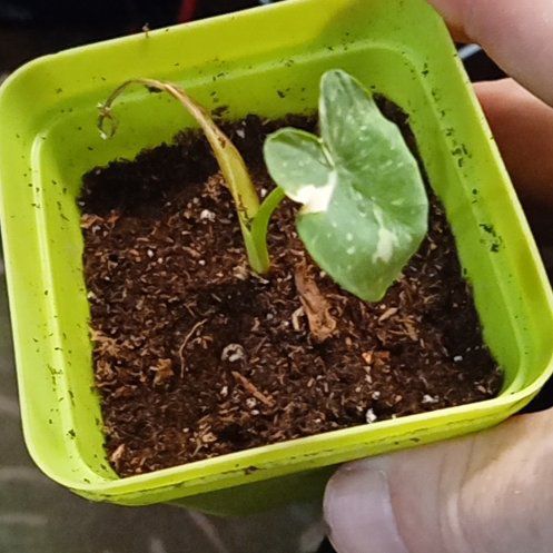 Photo of the plant species Colocasia 'Milky Way' by @PluckyStargilia named Winston on Greg, the plant care app