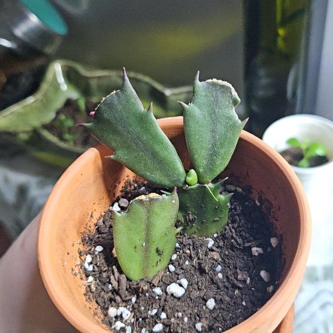 Photo of the plant species Red Thanksgiving Cactus by @Puddledrops named Mochi on Greg, the plant care app
