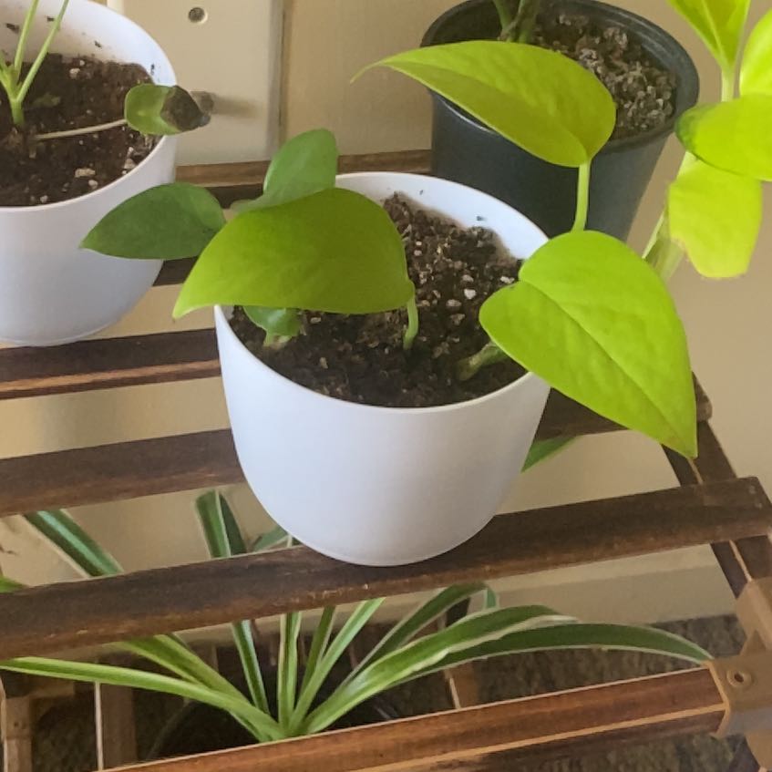 Neon Pothos plant in a white pot on a wooden stand with visible soil and vibrant green leaves.
