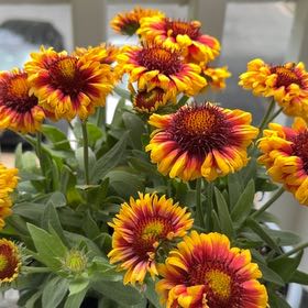 Photo of the plant species Great Blanket Flower by @WittyMandarin named Bigleef Smalls on Greg, the plant care app