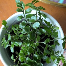 Photo of the plant species Wall-Rue by @WittyMandarin named Spike Leaves on Greg, the plant care app