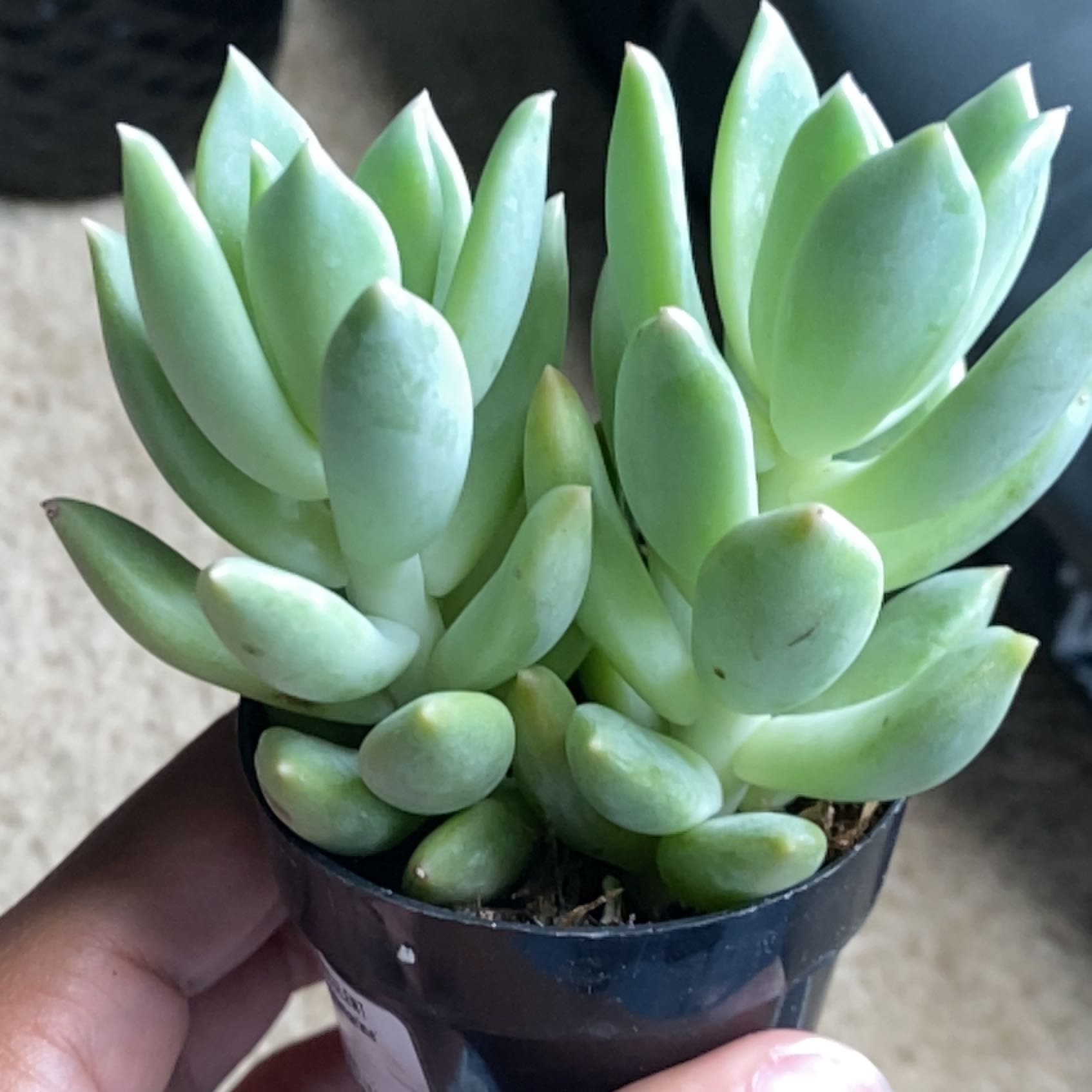 Healthy Pachyphytum 'Aquamarine' plant with plump, green leaves in a small pot.