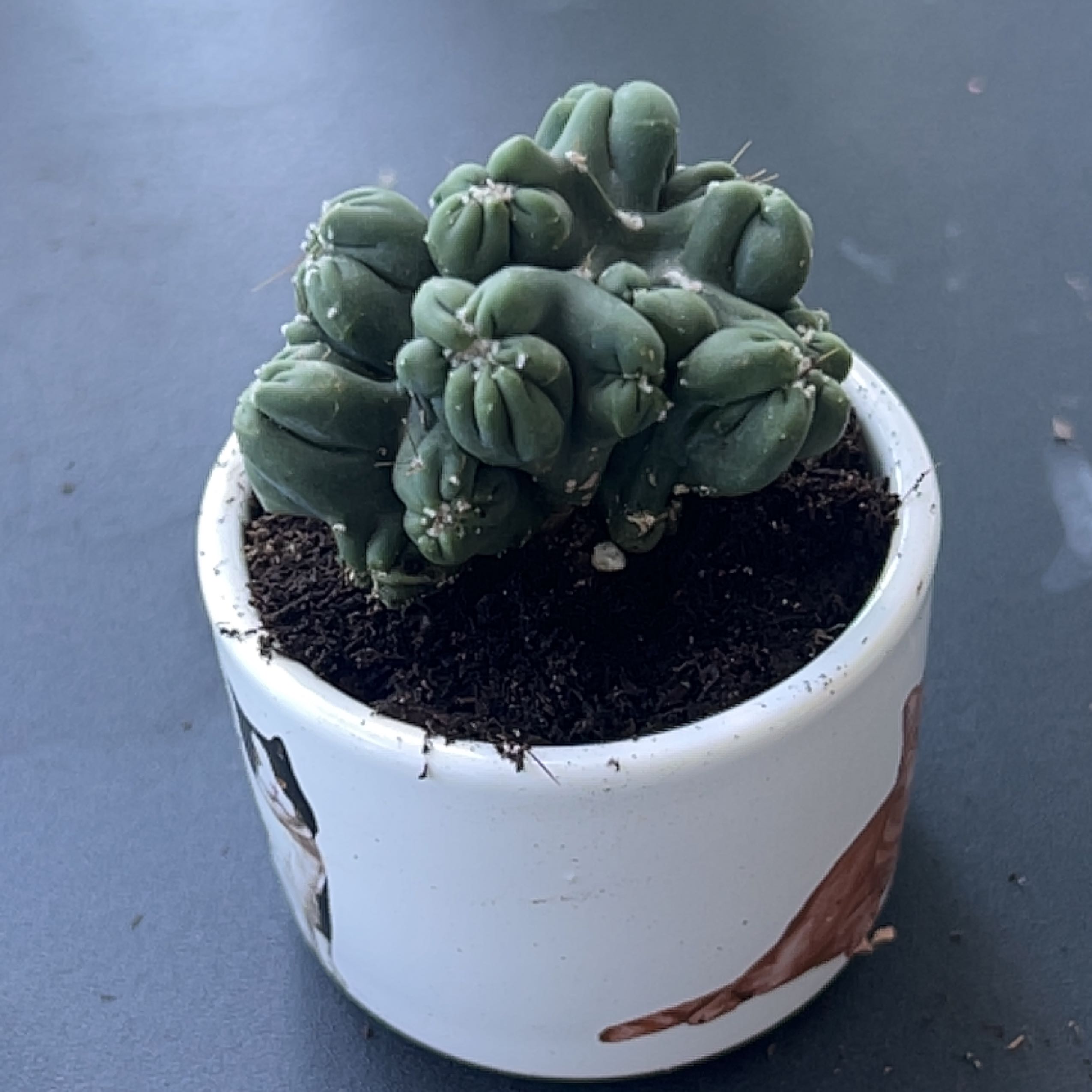 Ming Thing Cactus in a small pot with visible soil, healthy appearance.
