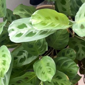 Photo of the plant species Rabbit Tracks by @TubularAirplant named Kesha on Greg, the plant care app