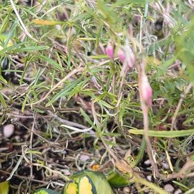 Photo of the plant species yellow sundrops by @SoupedupMedeola named McKinley on Greg, the plant care app