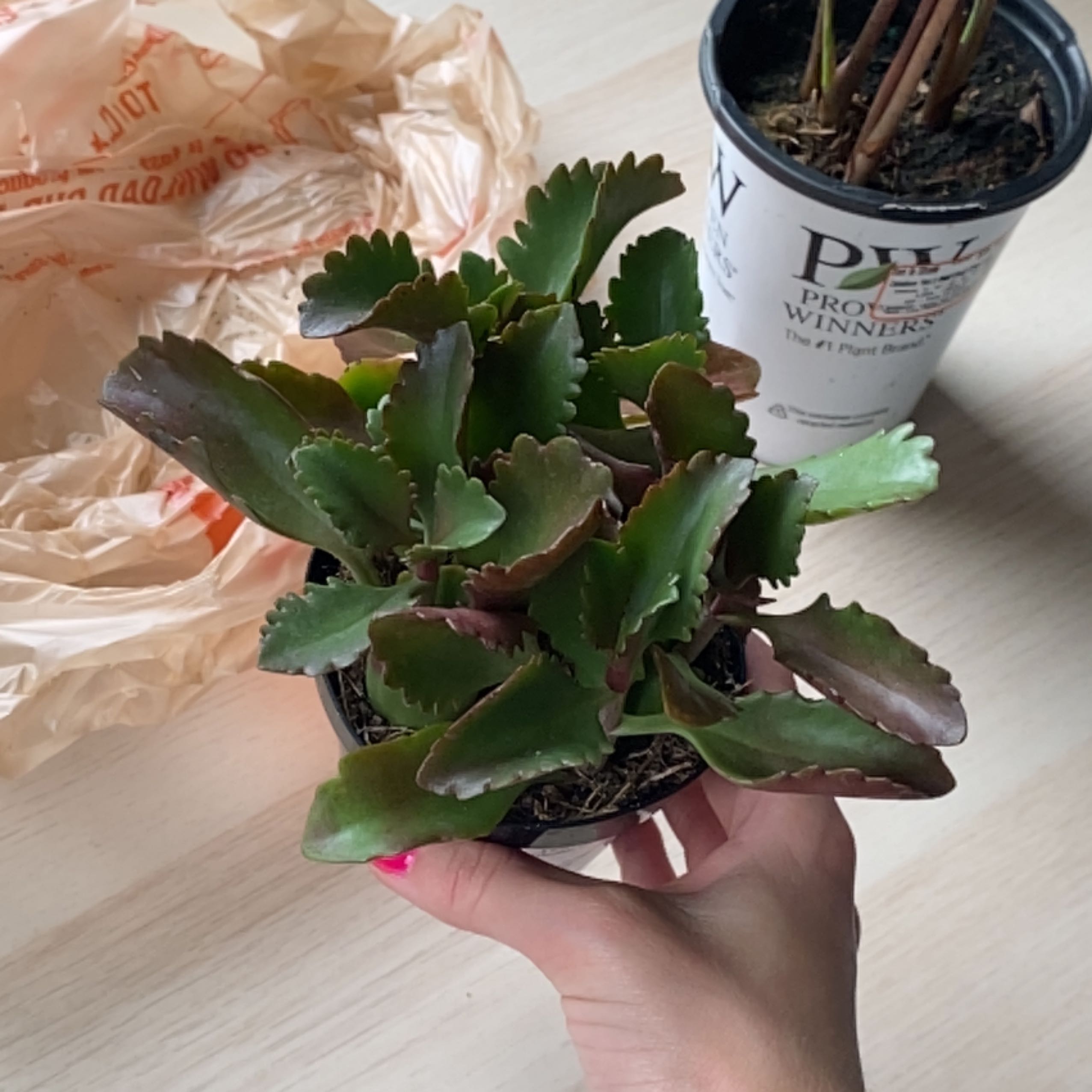 Healthy Tugela Cliff-Kalanchoe plant with green and reddish leaves held by a hand.