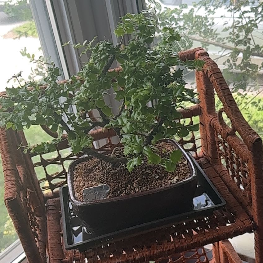 Photo of the plant species Singapore Holly by @ZappyMystax named Pika Jr. on Greg, the plant care app