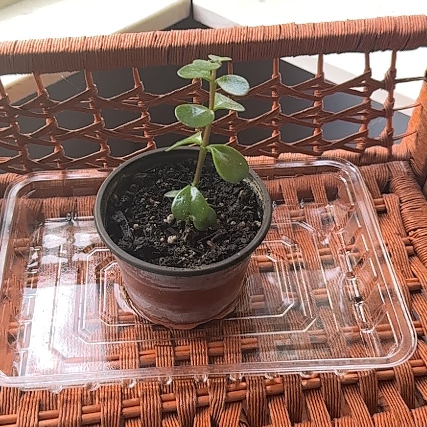 A small jade plant in a pot on a wicker surface, appearing healthy with green leaves.