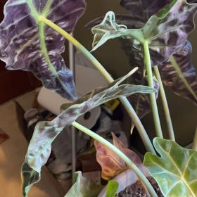 Morgan Treeman | A plant by @PrizeBegoniarex on Greg