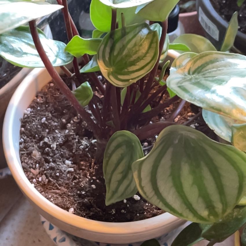 Tree Diddy | A plant by @PrizeBegoniarex on Greg