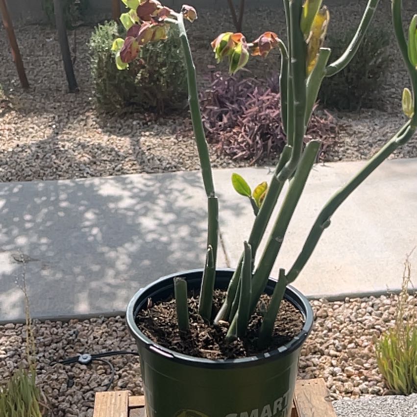 Photo of the plant species Slipper Plant by @LordlyDamiana named Shakira on Greg, the plant care app