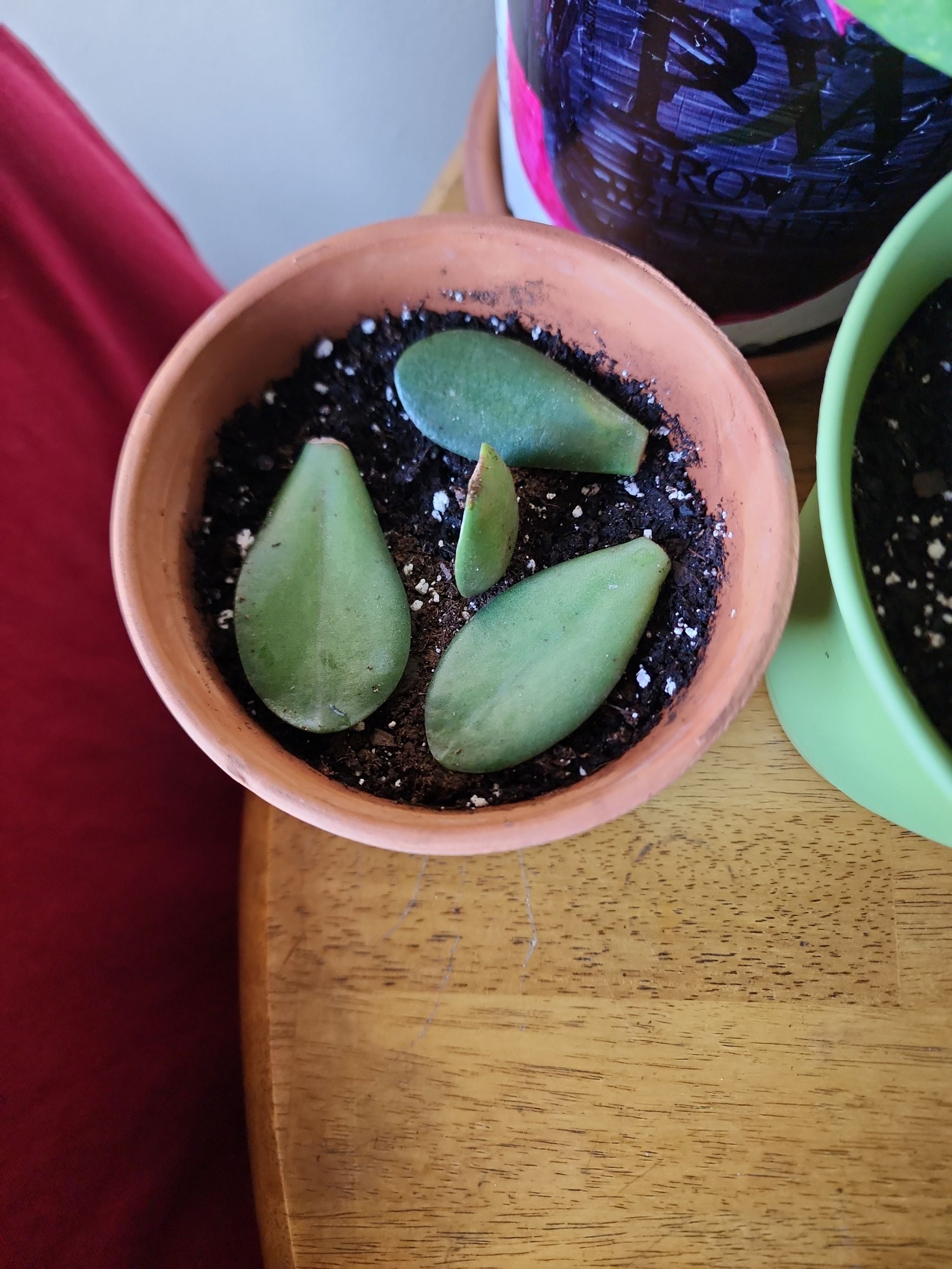 How Often Do Jade Plants Need to Be Watered: Essential Care Tips