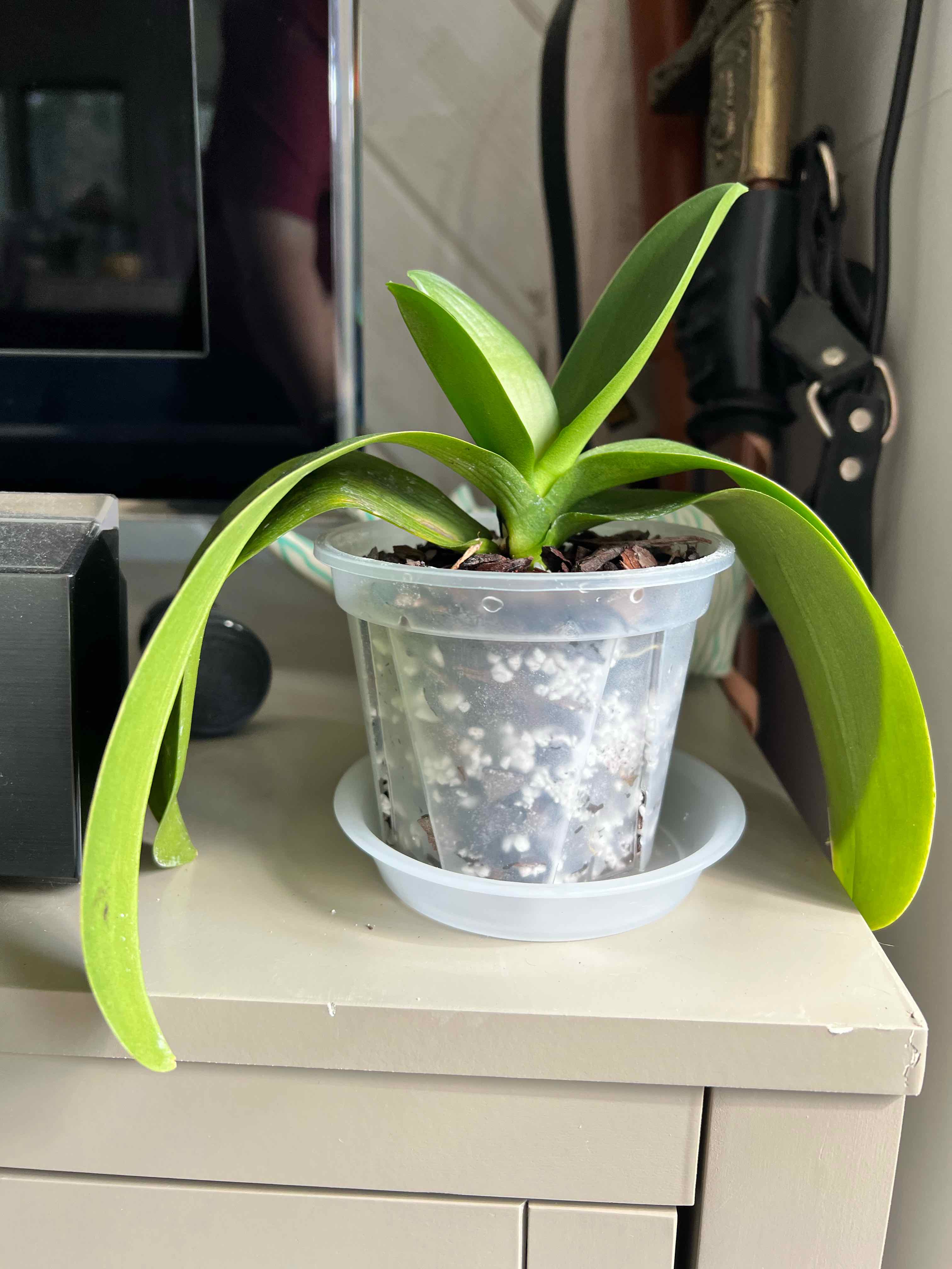 Photo of the plant species Orchid Tree by @Monstera_Mama named Elina on Greg, the plant care app