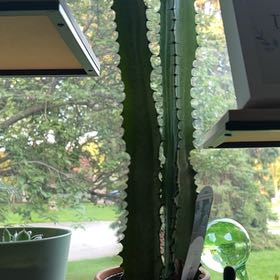 Photo of the plant species Cactus by @Monstera_Mama named Delilah on Greg, the plant care app