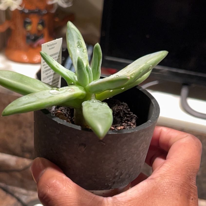 Pachyphytum hookeri succulent in a small pot, held by a hand.