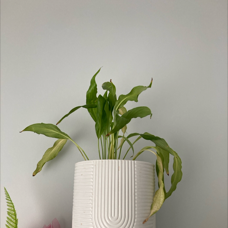 Peace Lily plant photo by @bref named Peacely on Greg, the plant care app.