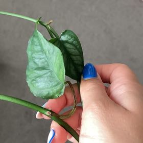Photo of the plant species Vinca Vine by @bref named Vinny on Greg, the plant care app
