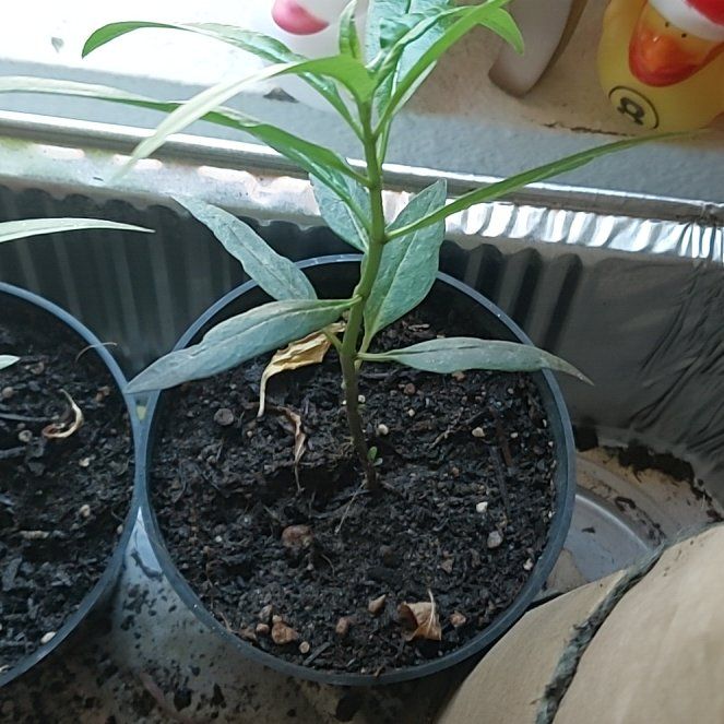 Photo of the plant species Scarlet Milkweed by @BriskGermaniris named Tolkien on Greg, the plant care app