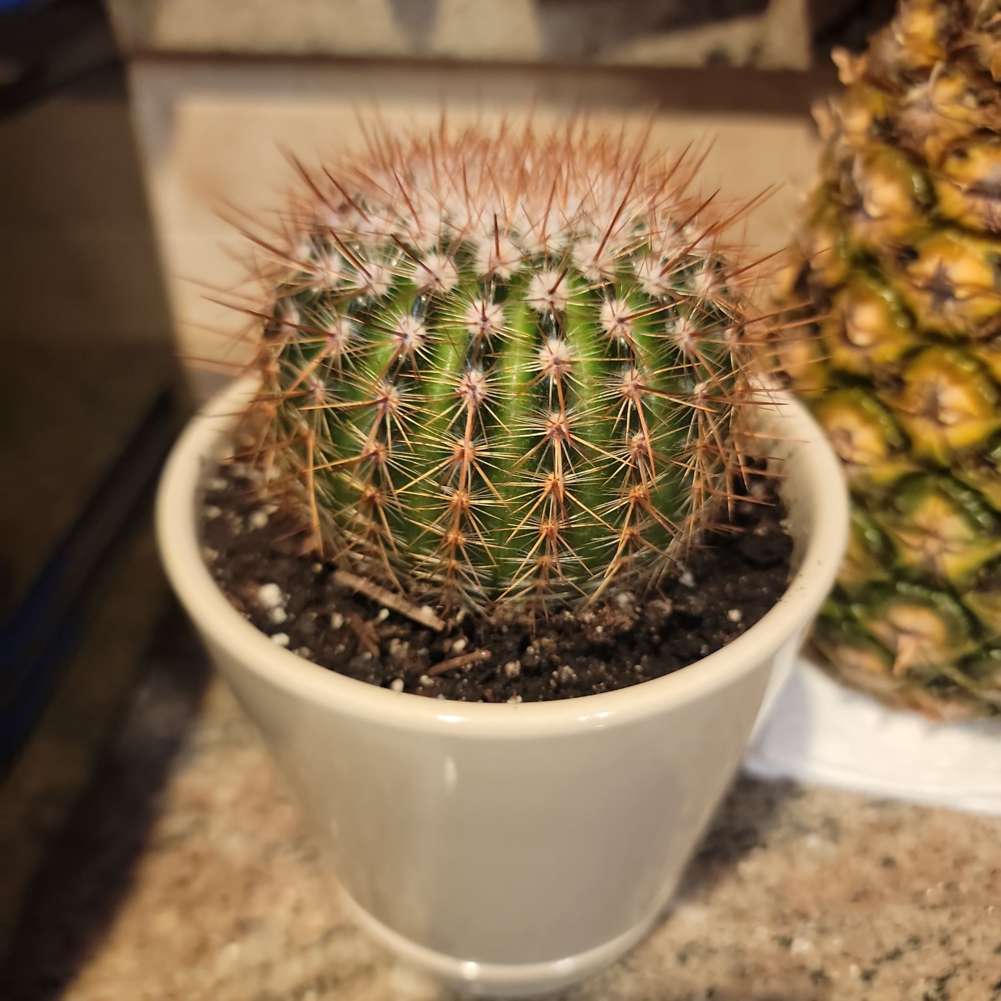 Parodia x erubescens cactus in a white pot with visible soil.