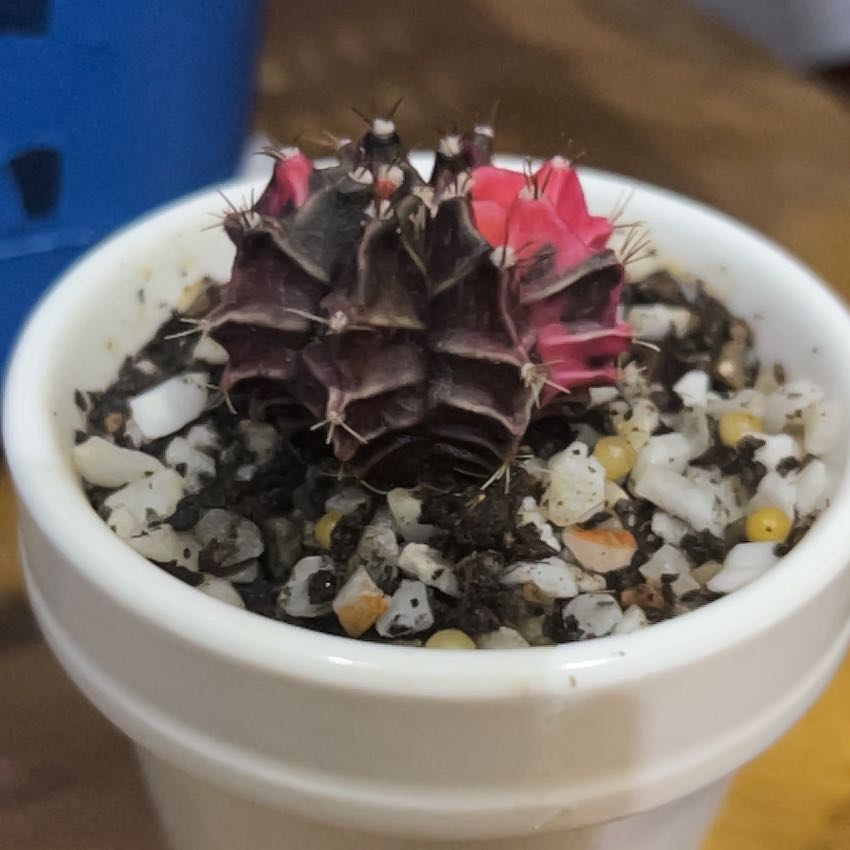 Photo of the plant species Ruby Ball by @SupernalTipa named Eva on Greg, the plant care app