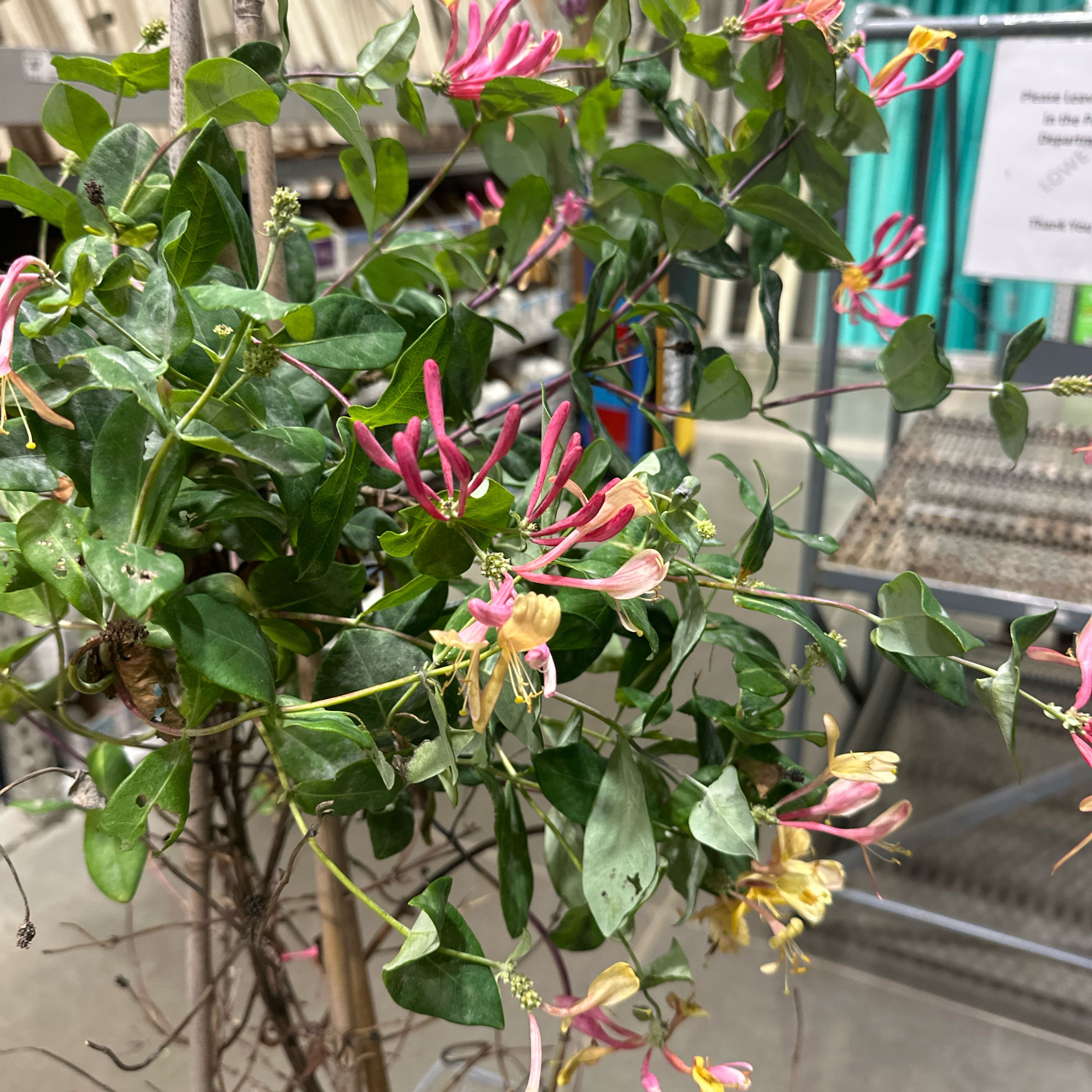 Photo of the plant species Goldflame Honeysuckle by @NiceWhiterose named Fernie Mac on Greg, the plant care app