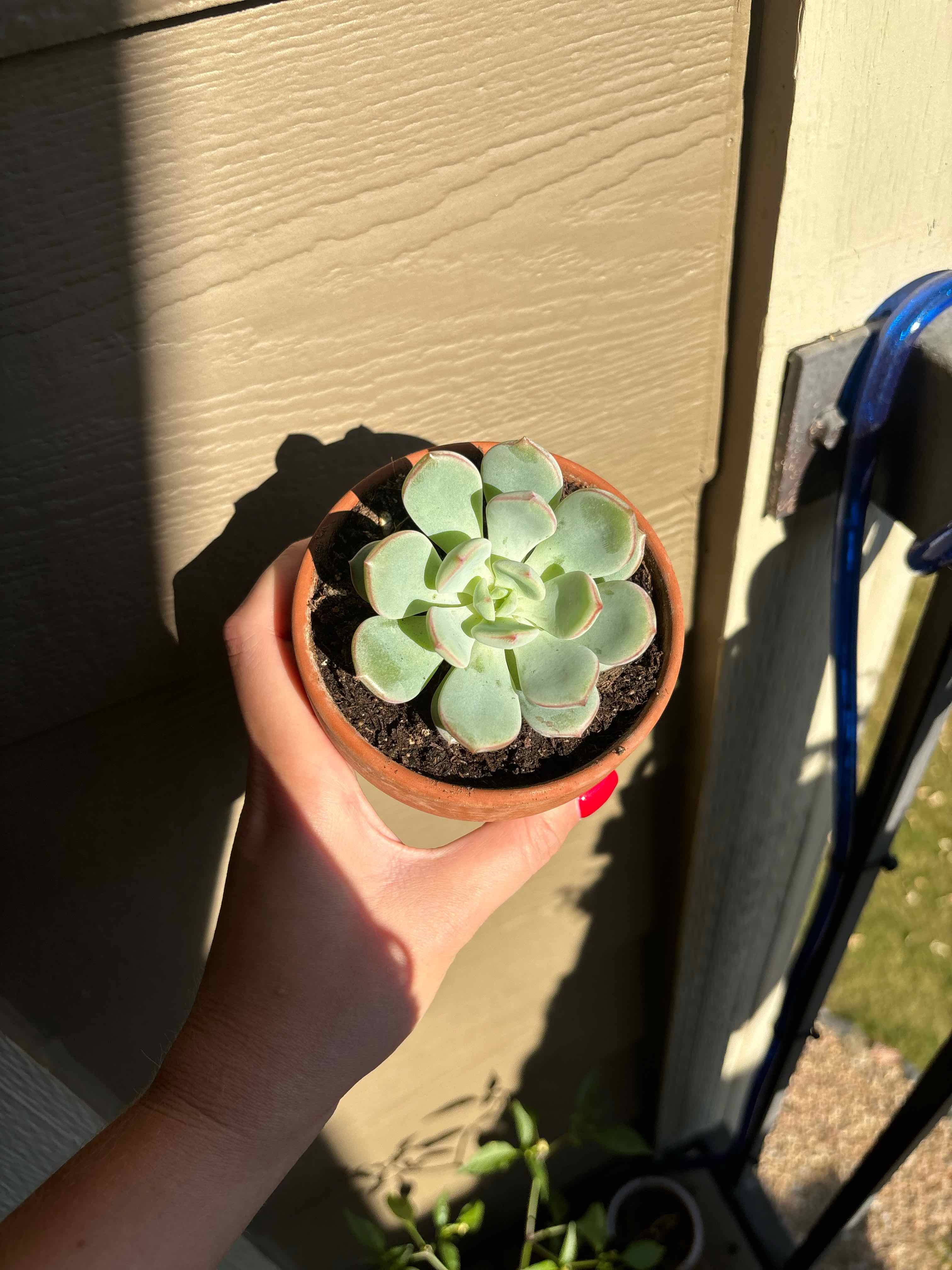Photo of the plant species Echeveria 'Sensation' by @vanesa_rangell named Bela flor on Greg, the plant care app