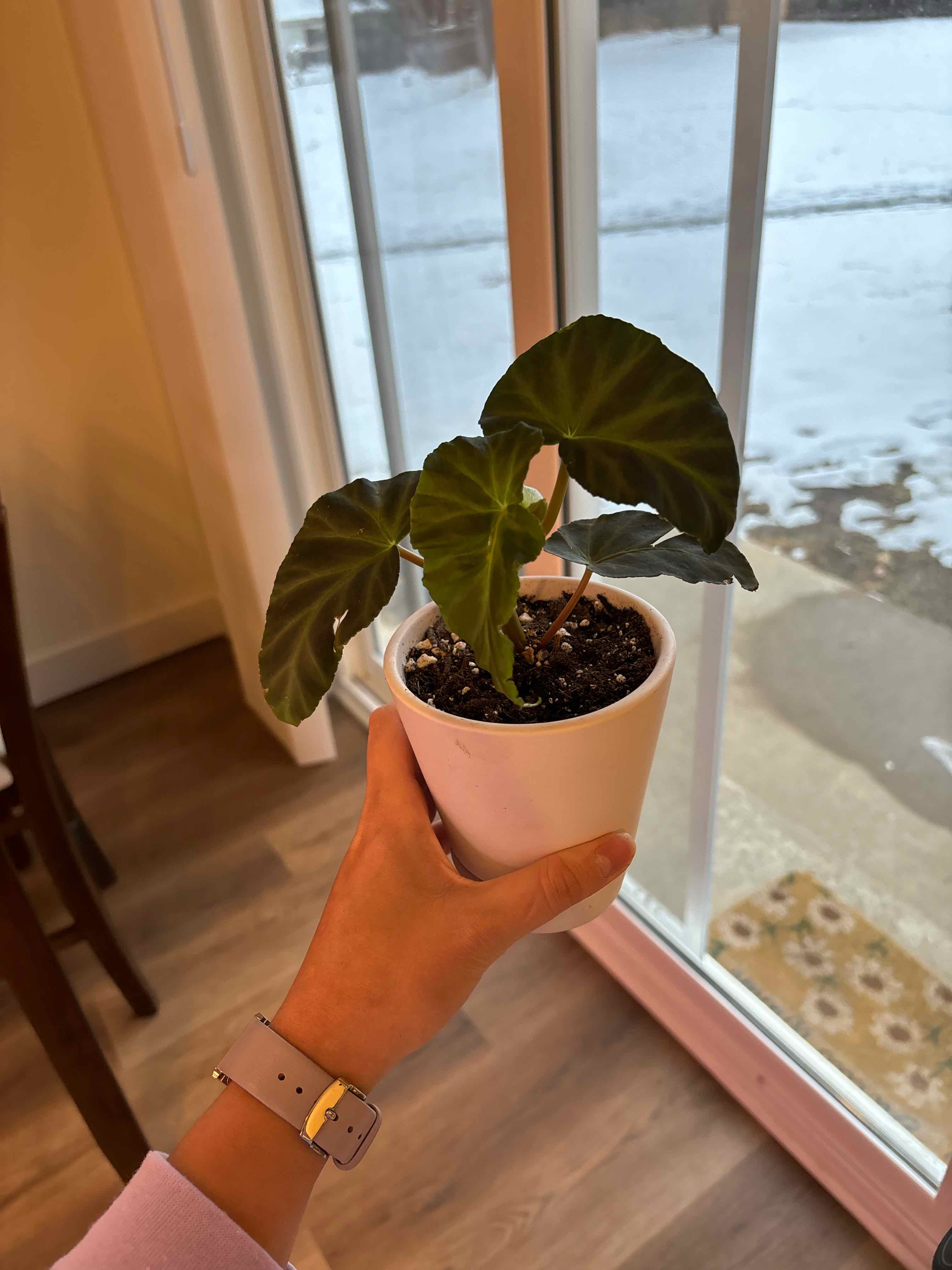Photo of the plant species Begonia 'Grey Feather' by @vanesa_rangell named Daphne on Greg, the plant care app