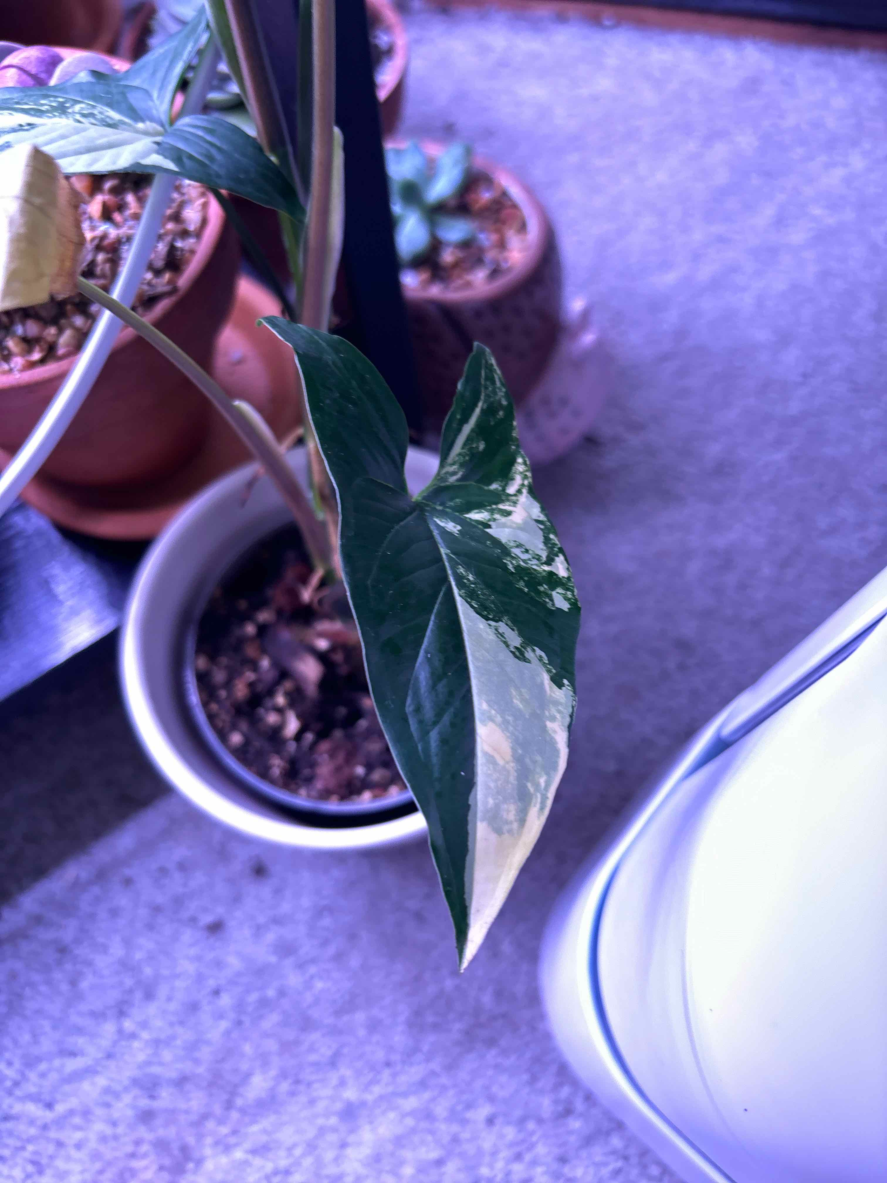 Syngonium aurea plant with variegated leaves in a pot, visible soil, and some leaf yellowing.